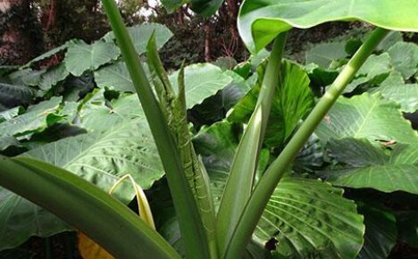 Интересная история об уникальном растении влажных тропиков алоказии