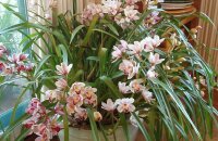 Самая красивая орхидея — цимбидиум, уход в домашних условиях за ароматным эпифитом