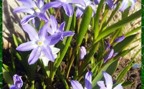Представители флоры с едва уловимым запахом весны цветы хионодокса (посадка и уход)