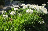 Африканская лилия или агапантус Вайт — шикарный цветок для вашей клумбы