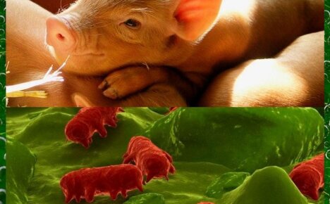 Все об опасном заболевании колибактериоз свиней