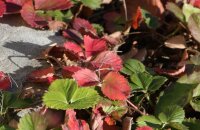 Почему у клубники красные листья — чем помочь любимой ягоде