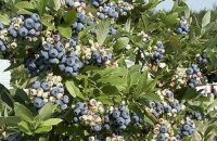 Голубика Патриот — высокоурожайный и морозостойкий сорт