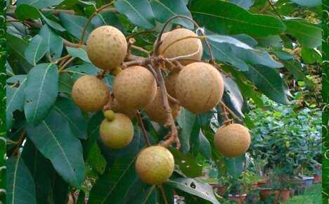 Выращивание экзотического фрукта лонган в домашних условиях из косточки