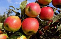 Где можно выращивать яблоки Джонаголд и сколько они хранятся