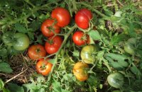 Самый низкий и урожайный сорт томата Монгольский карлик — где его можно выращивать