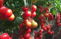Томат Благовест — характеристика и описание сорта одного из лучших урожайных гибридов