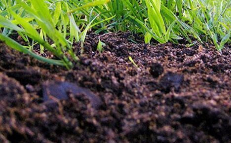 Ведущий фактор плодородия разных типов почвы — гумус