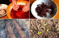 Как вырастить барбарис из семян: тонкости посадки