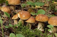 На огороде можно вырастить грибы из мицелия
