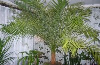 Финиковая пальма в домашних условиях — секреты успешного выыращивания