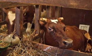 Содержание коров в частном подсобном хозяйстве