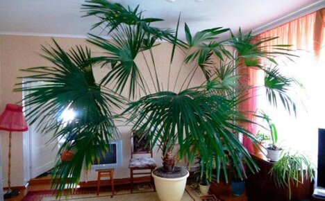 Болезни пальмы в домашних условиях: диагностика и эффективная терапия
