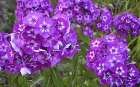 Сорта метельчатых флоксов – лучшие виды долгоцветущих и ярких растений