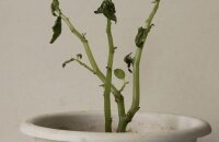 Причины опадения листьев у мокрого ваньки (бальзамина) и пути решения проблемы
