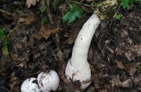 Волшебные чертовые яйца или гриб веселка — фото и описание чуда природы