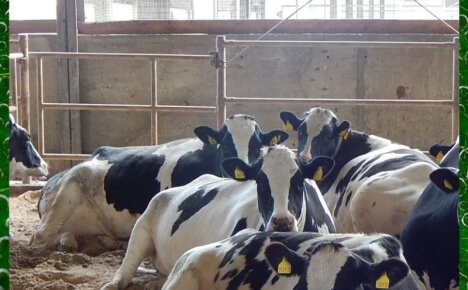 Способы содержания коров и комфортные условия для высокой продуктивности