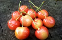 Крупная, сладкая и сочная черешня Красная горка — как можно использовать урожай