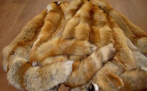 Простые секреты выделки шкуры лисы в домашних условиях