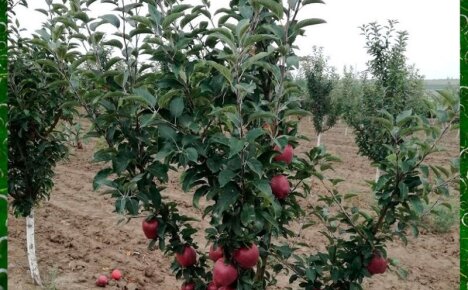 В чем секрет урожайности яблони Ред Чиф