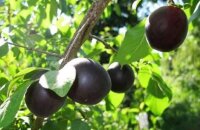Абрикос Колибри удивит черными плодами скромными размерами