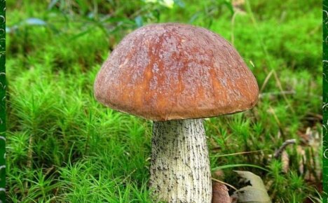 Как выглядит гриб подберезовик и где растет
