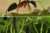 Как избавиться от муравьев в огурцах — эффективные способы в помощь огородникам