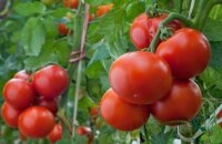Какую особенность имеет томат Клуша — описание сорта в подробностях