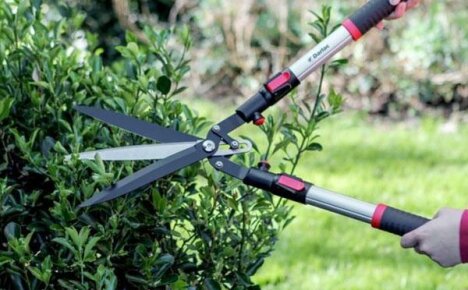 Как выбрать садовые ножницы: особенности инструментов и их применение