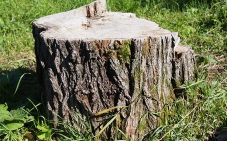 Как уничтожить дерево, не спиливая его (химическими методами)