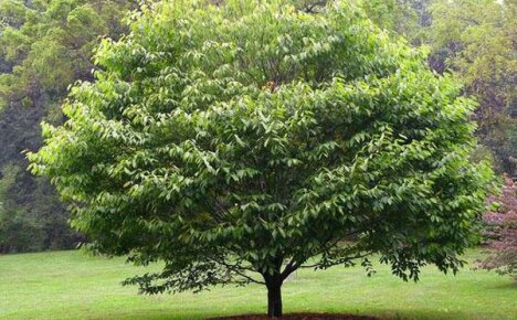 Главное о целебных свойствах дерева граб