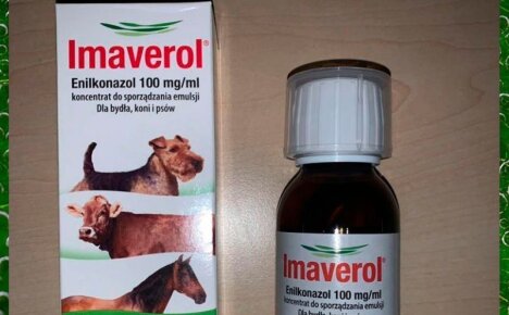 Подробная инструкция по применению Имаверола для эффективного лечения грибковых заболеваний