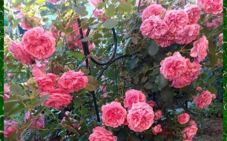 Плетистая роза Розариум Ютерсен украсит любой дачный участок