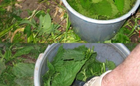 Крапива, как удобрение для растений: особенности, правила применения, рецепты приготовления подкормок