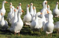 Спасаем птицу от инфекций и вирусов — какие антибиотики для гусей помогут их вылечить