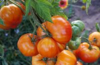 Самый красивый и сладкий сорт томата Грейпфрут — где выращивают полосатые помидоры