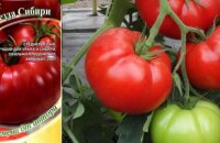 Холодостойкий томат Звезда Сибири — действительно ли он такой «сибирский»