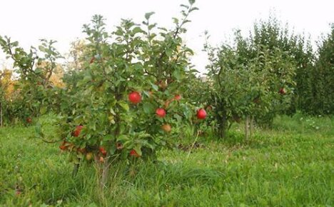 Фото карликовых яблонь и особенности их выращивания