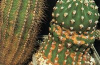 О чем говорят пятна на кактусах: причины проблем и пути их решения