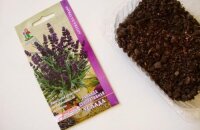 Как вырастить лаванду из семян: секреты всхожести и тонкости посева