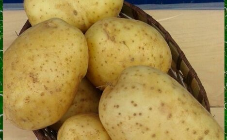 Выращивание картофеля Уладар и получение высокого урожая