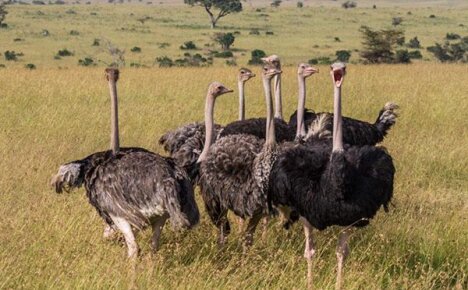 Каким должно быть содержание страусов на частном подворье