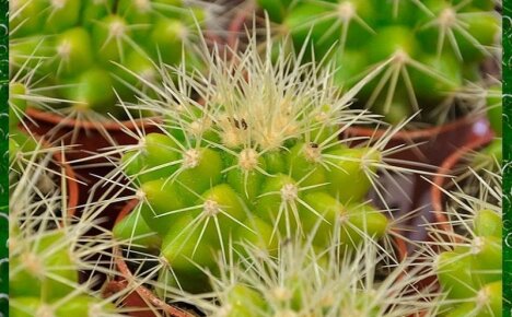 Нюансы выращивания необычного растения эхинокактуса Грузони