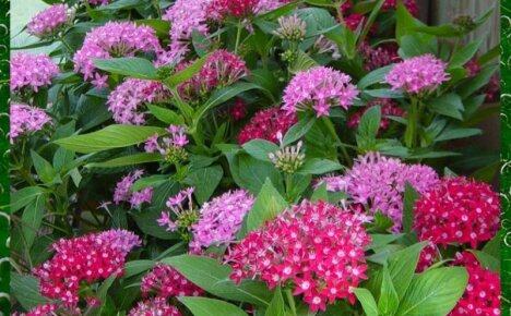 Пентас Нью Лук – правила выращивания экзотического цветка