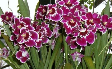 Орхидея мильтония — яркое украшение подоконника