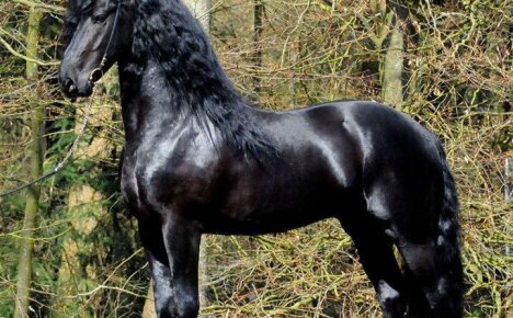 Настоящая красота и грация фризской породы лошадей