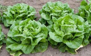Выращивание кочанного салата