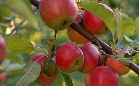 Сорта яблок – лучшие фрукты на любой вкус и цвет