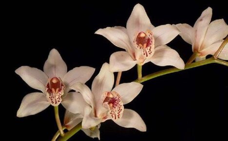Орхидея Cymbidium — уход в домашних условиях и советы специалистов
