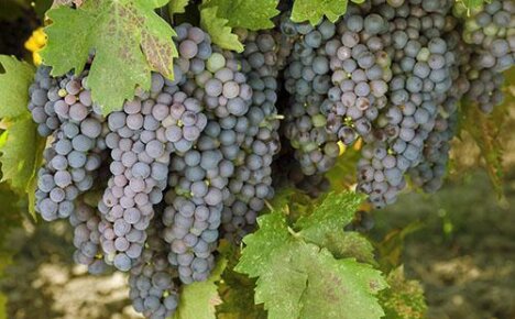 Все о винограде: виды, сорта и путь к совершенству